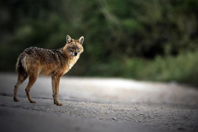 There are now over 100,000 golden jackals in Europe, as the population has boomed since the 1950s