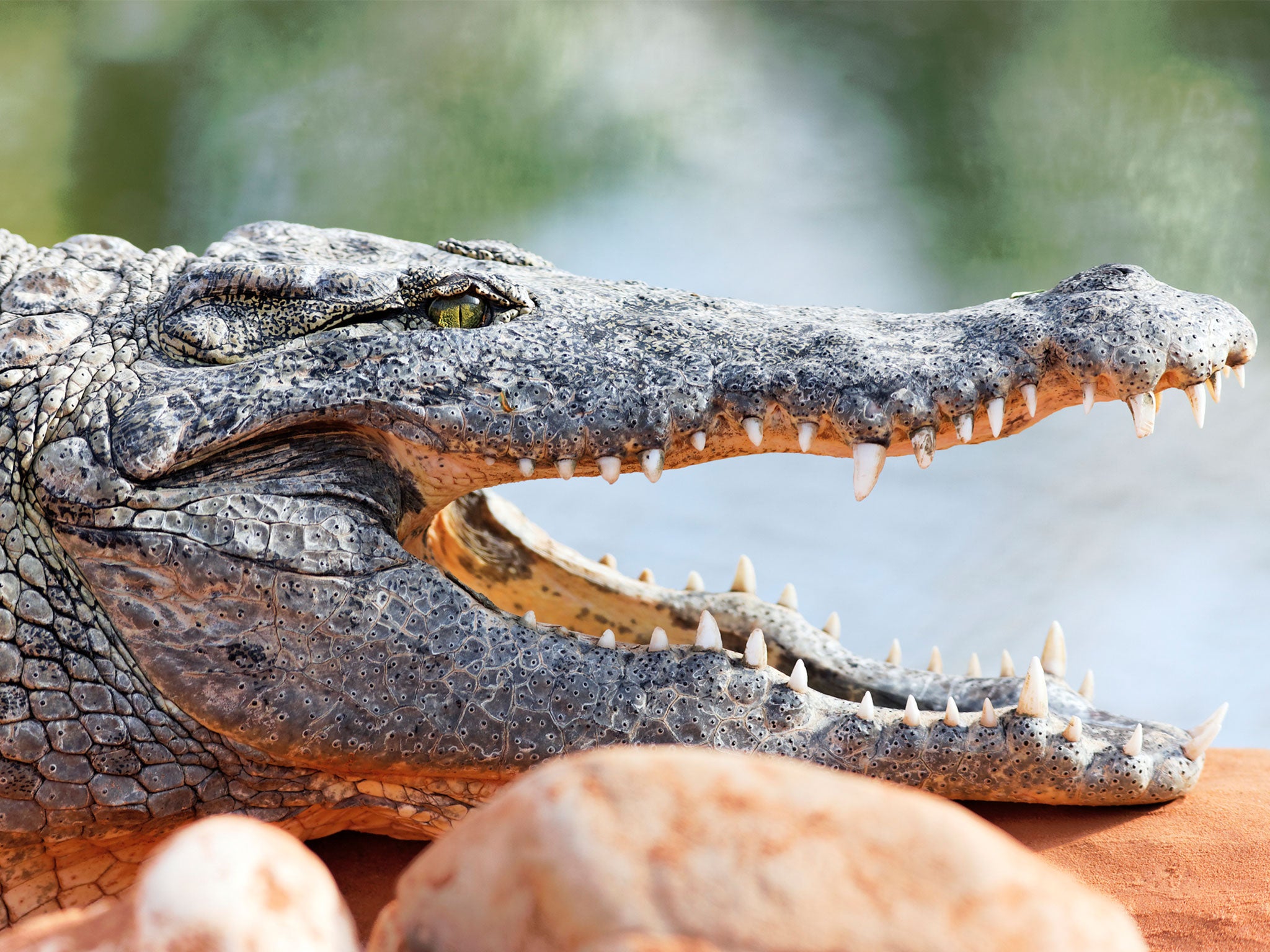 The scientist was reportedly killed by the crocodile after slipping and falling into its enclosure