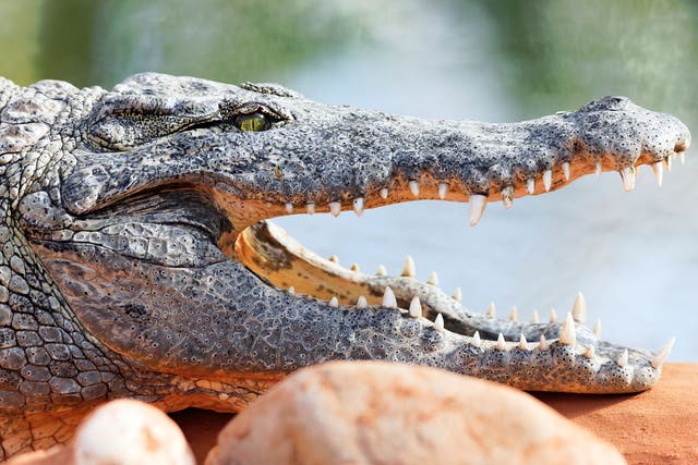 The scientist was reportedly killed by the crocodile after slipping and falling into its enclosure