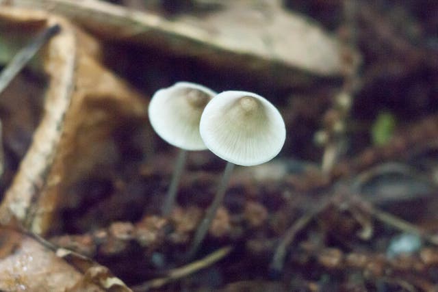 Magic mushrooms grow well in warm moist conditions - usually the first winter frost marks the end of the fungi season