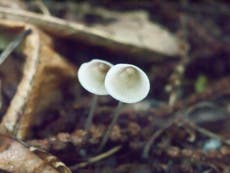 Magic mushrooms see growth bonanza after mild winter