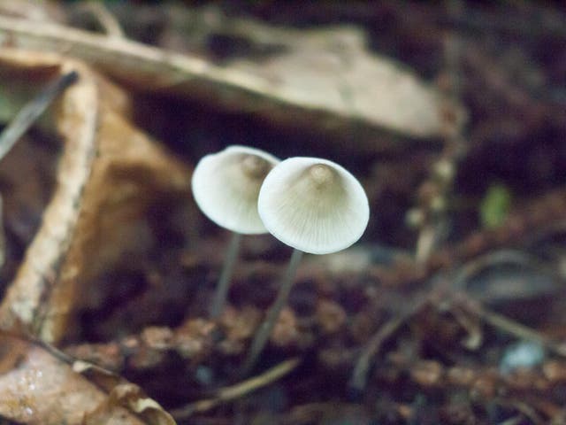 Magic mushrooms are flourishing in warmer winters