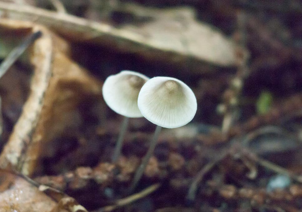 Magic Mushrooms See Growth Bonanza Across Uk After Mild Winter