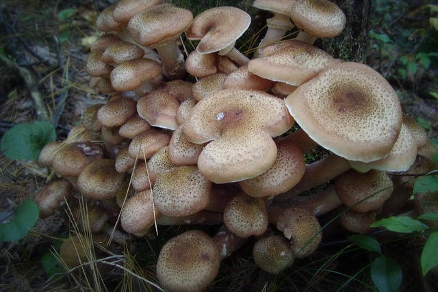 Large honey mushrooms cluster on tree stump