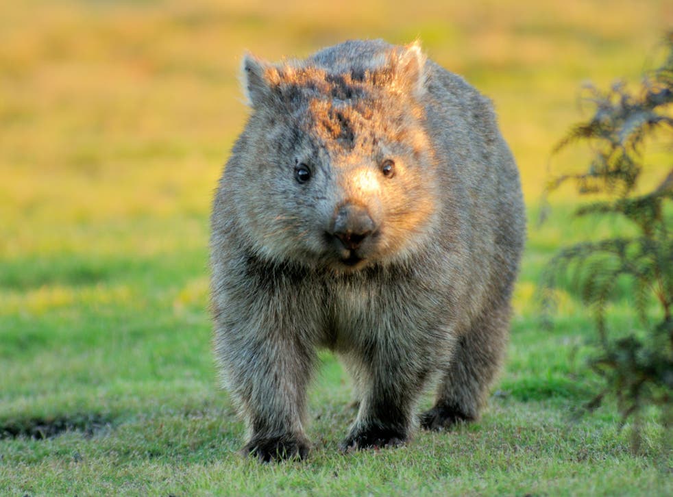 A remote Tasmanian island is asking tourists not to take wombat selfies