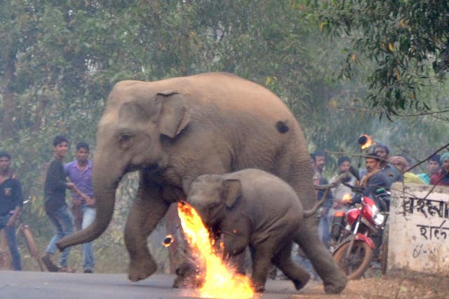 A firebomb explodes and more rain down on a pair of fleeing elephants in the remote Indian village of Bishnupur