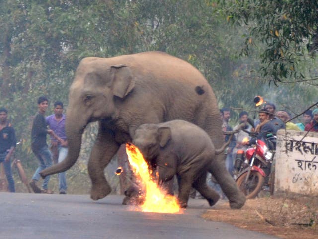 A firebomb explodes and more rain down on a pair of fleeing elephants in the remote Indian village of Bishnupur