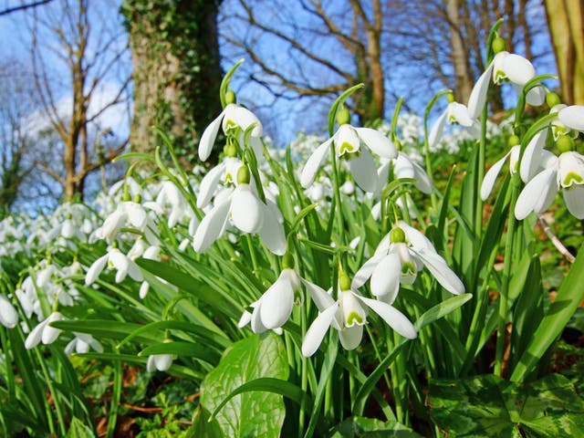 Early spring snowdrops blossom in the Cotswolds