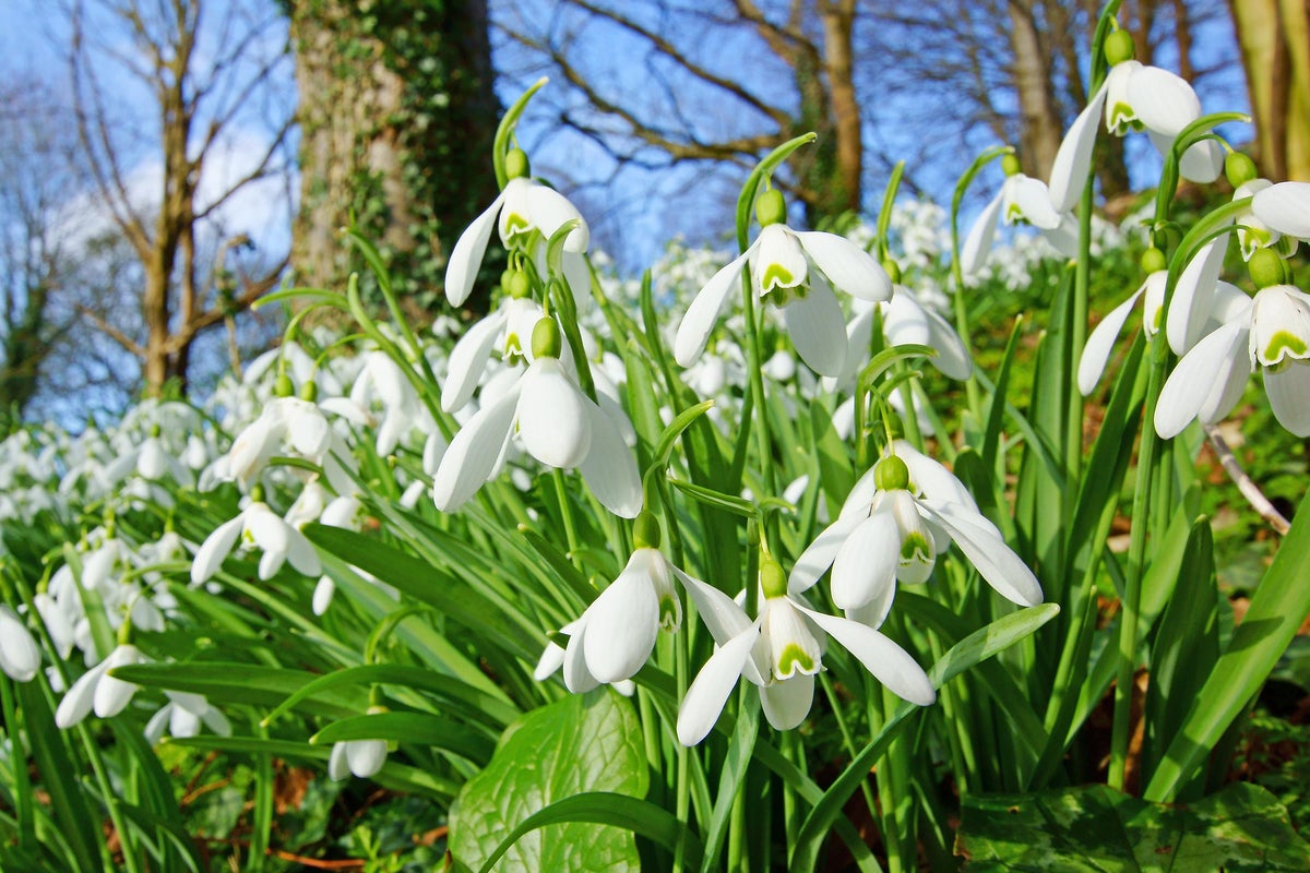 Spring arrives in November as British wildlife responds to milder ...