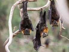 Bats dying ‘on biblical scale’ in record-breaking Australia heatwave