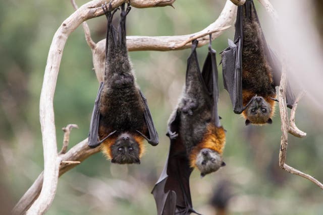 Flying foxes can die from overheating in temperatures exceeding 42C. In parts of Australia, record-breaking heat has risen to 49C