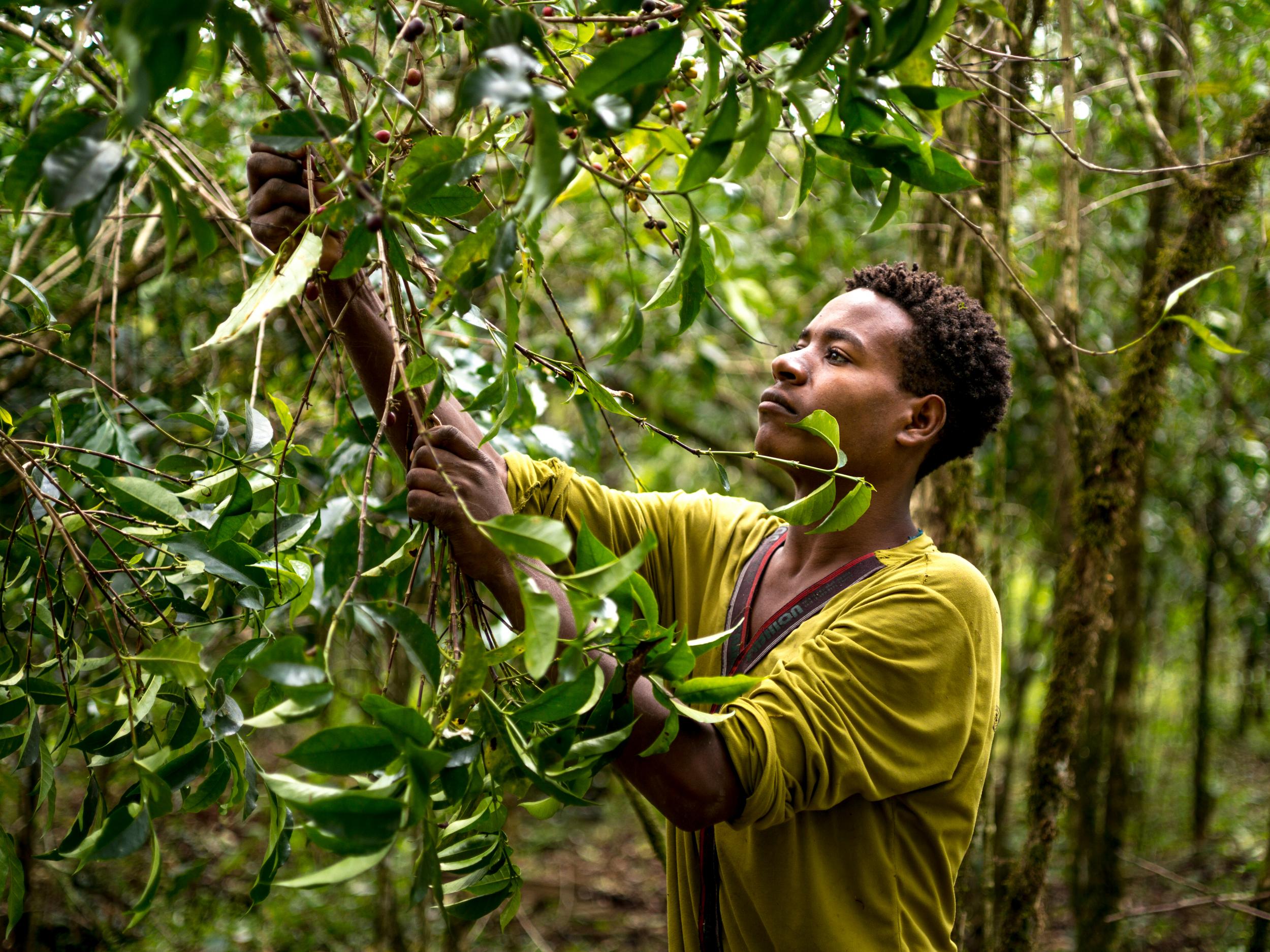 At least 60% of wild coffee species face extinction triggered by climate change and disease