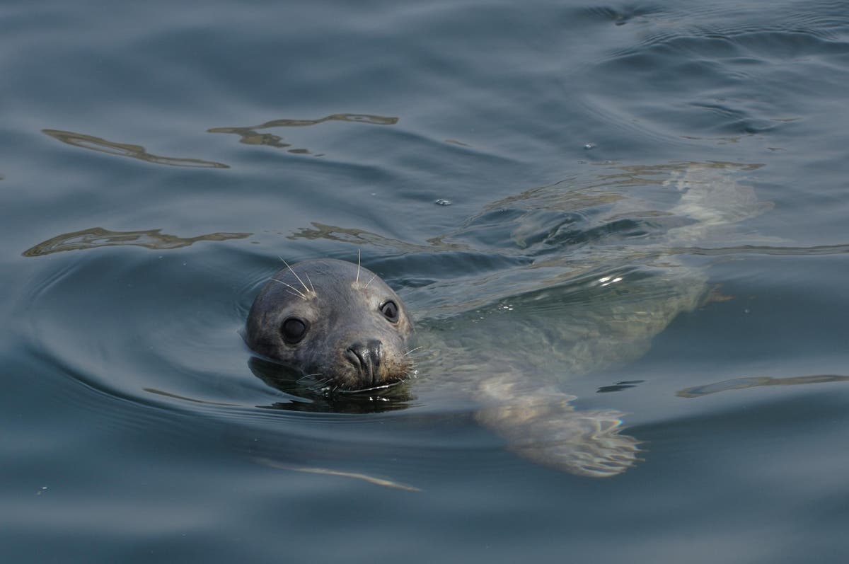 Seal caught in plastic bag sparks online debate about ban