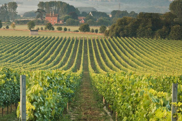Chapel Down, the country’s leading wine producer, could see you quaffing sauvignon at a time more usually confined to coffee