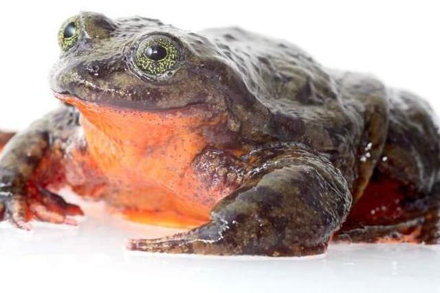 The world's loneliest frog has found a mate