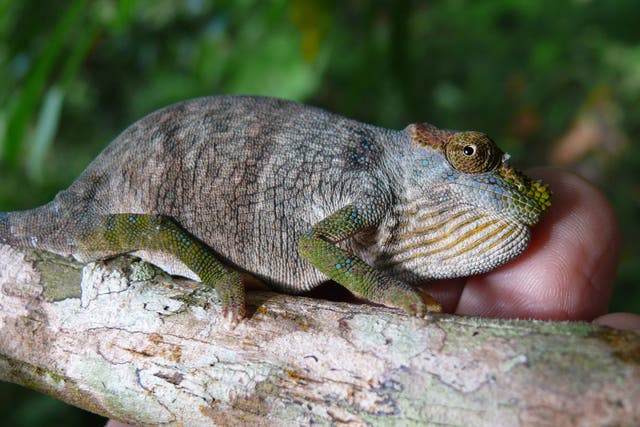 Endangered Magombera chameleons are among the vulnerable species found in the newly protected forest