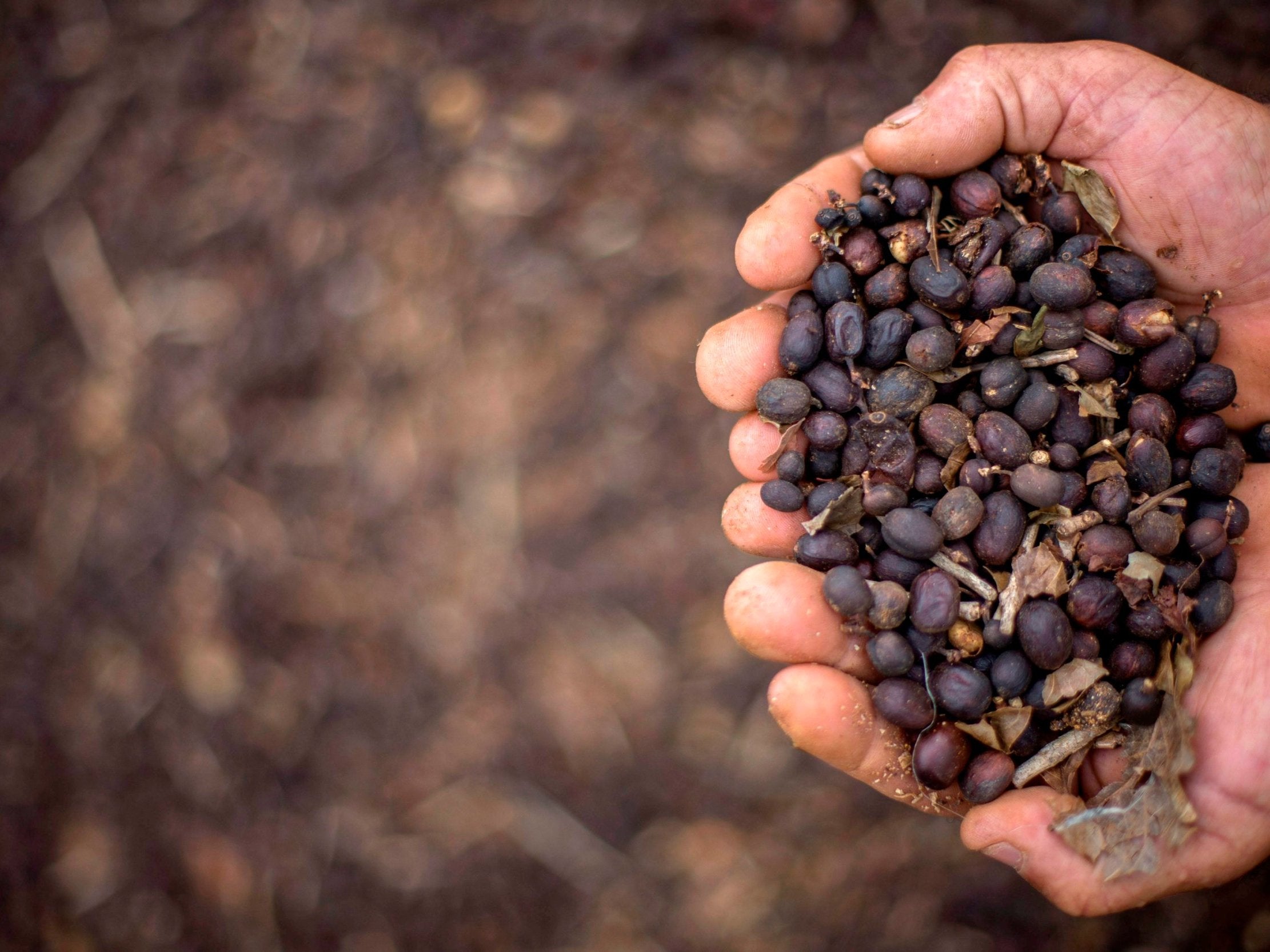 The South East Asian country is the world’s second largest exporter of coffee