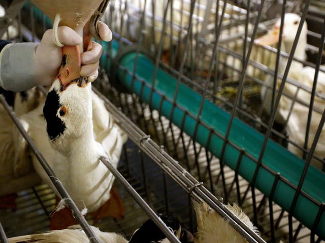 Ducks are being fed by a farmer for foie gras (duck liver) at a poultry farm in Montaut, France, 10 January, 2019.