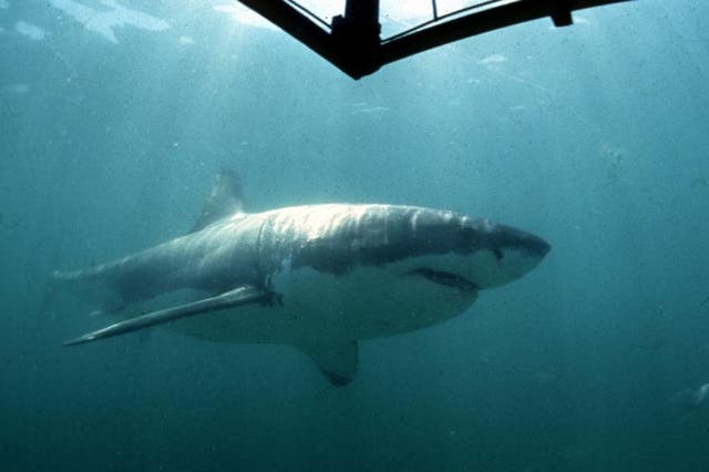 A Great White Shark swims past a diving cage off Gansbaai about 200 kilometres east of Cape Town