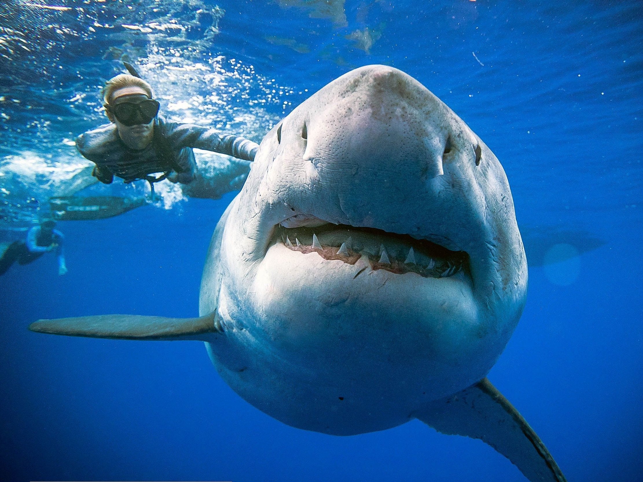 Divers Film Close Encounter With Great White Shark Deep Blue Thought