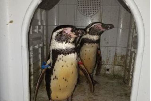 The penguins were taken in November from a zoo somewhere in the UK