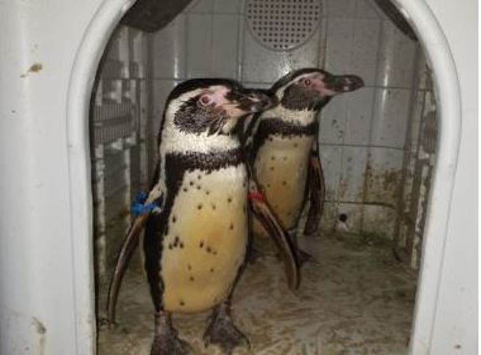 The penguins were taken in November from a zoo somewhere in the UK