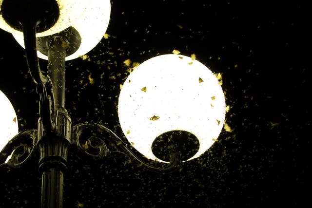 Street lights disrupt the natural cycles of nocturnal creatures