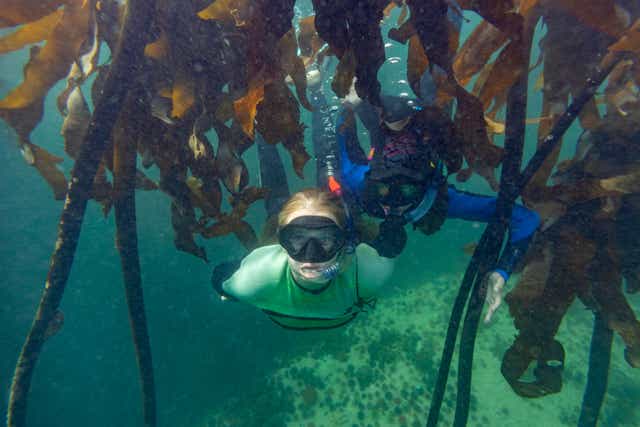 Kelp forests are growing along the Arctic coastlines