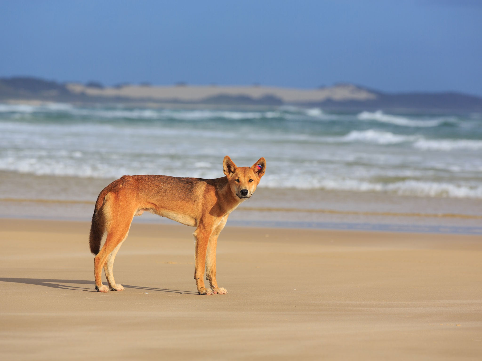A dingo on a beach on Fraser Island