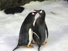 The story of Australia's gay penguins