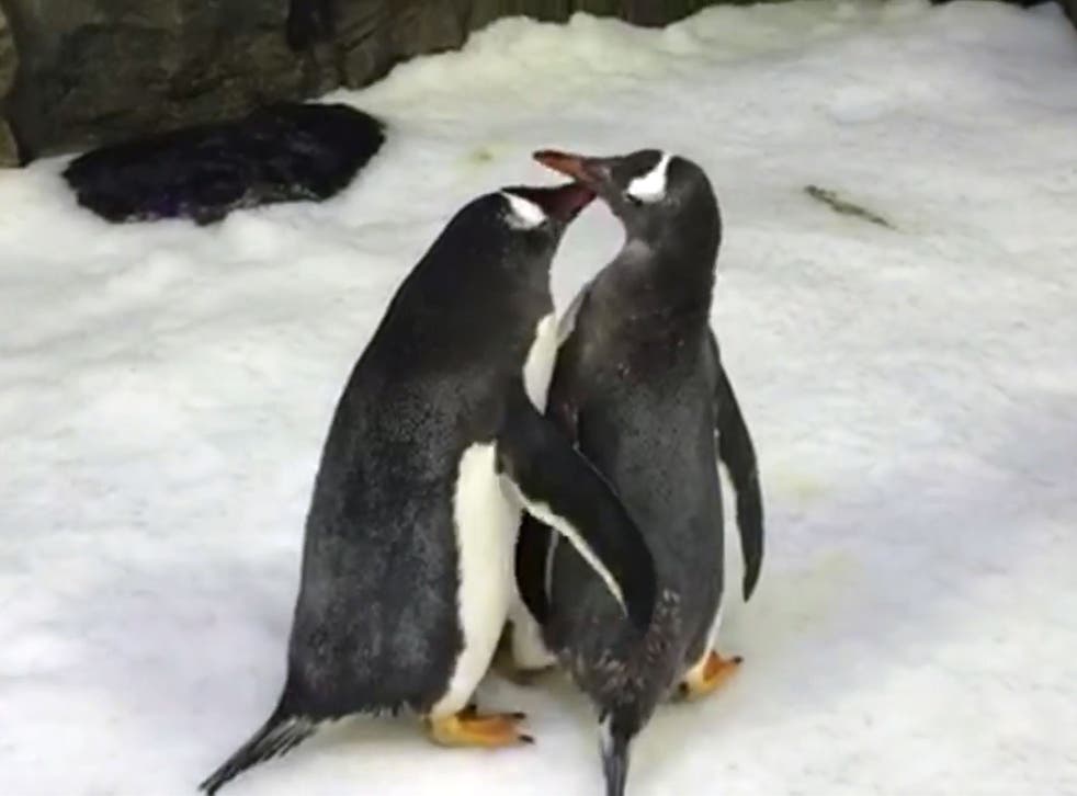 Magic and Sphen made headlines as Sydney Zoo’s first gay penguin pair