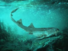 Shark with 'spaceship-shaped' teeth discovered in ancient riverbed