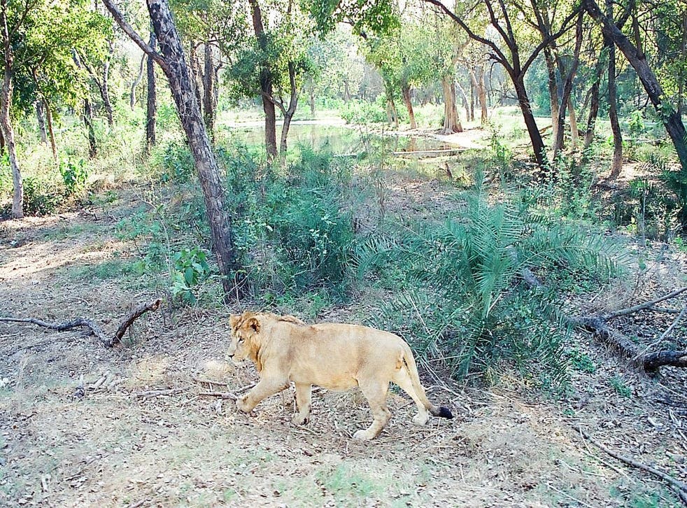 Chhatbir Zoo spans 505 acres and is home to more than 1,200 animals