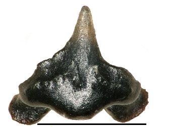 One of the tiny fossilised teeth recovered from Galagadon, so named for the shape of its teeth, which resemble the spaceships in the video game Galaga