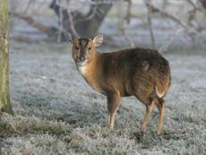 Muntjac deer and grey squirrels dubbed ‘illegal aliens’ in crackdown