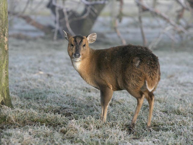 Muntjac deer will have to be put down if an injured one is handed to rescuers after 29 March