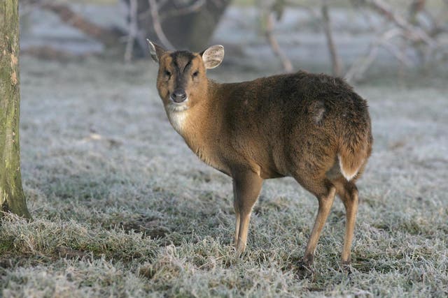 Muntjac deer will have to be put down if an injured one is handed to rescuers after 29 March