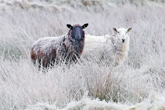 Sheep in frost-covered fields near Blessington, in County Wicklow.