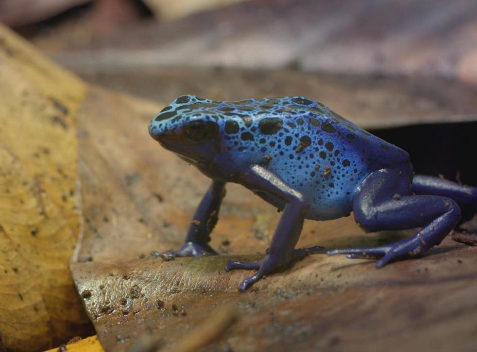 A South American poison dart frog steals the show in ‘The Secret Life of the Zoo’