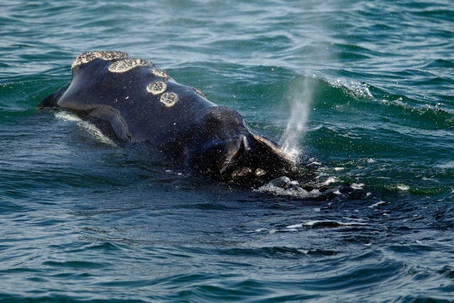 The number of North Atlantic right whales has declined to 411, according to a soon-to-be-released count