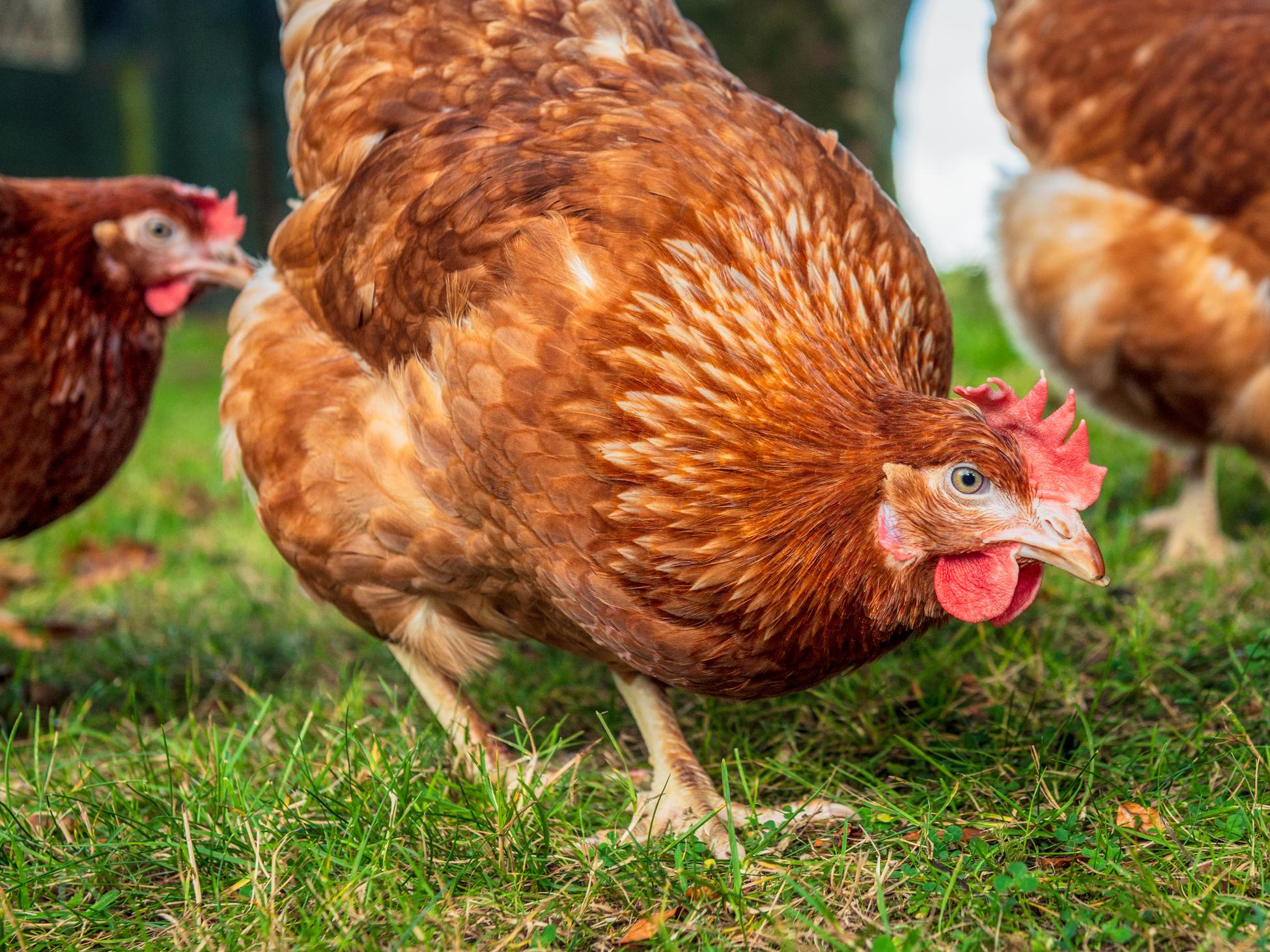 Chickens are potential transmitters of new forms of flu to humans