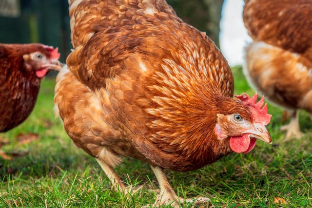 Chickens are potential transmitters of new forms of flu to humans