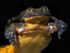 Science news in brief: ‘world's loneliest frog’ finally finds a mate