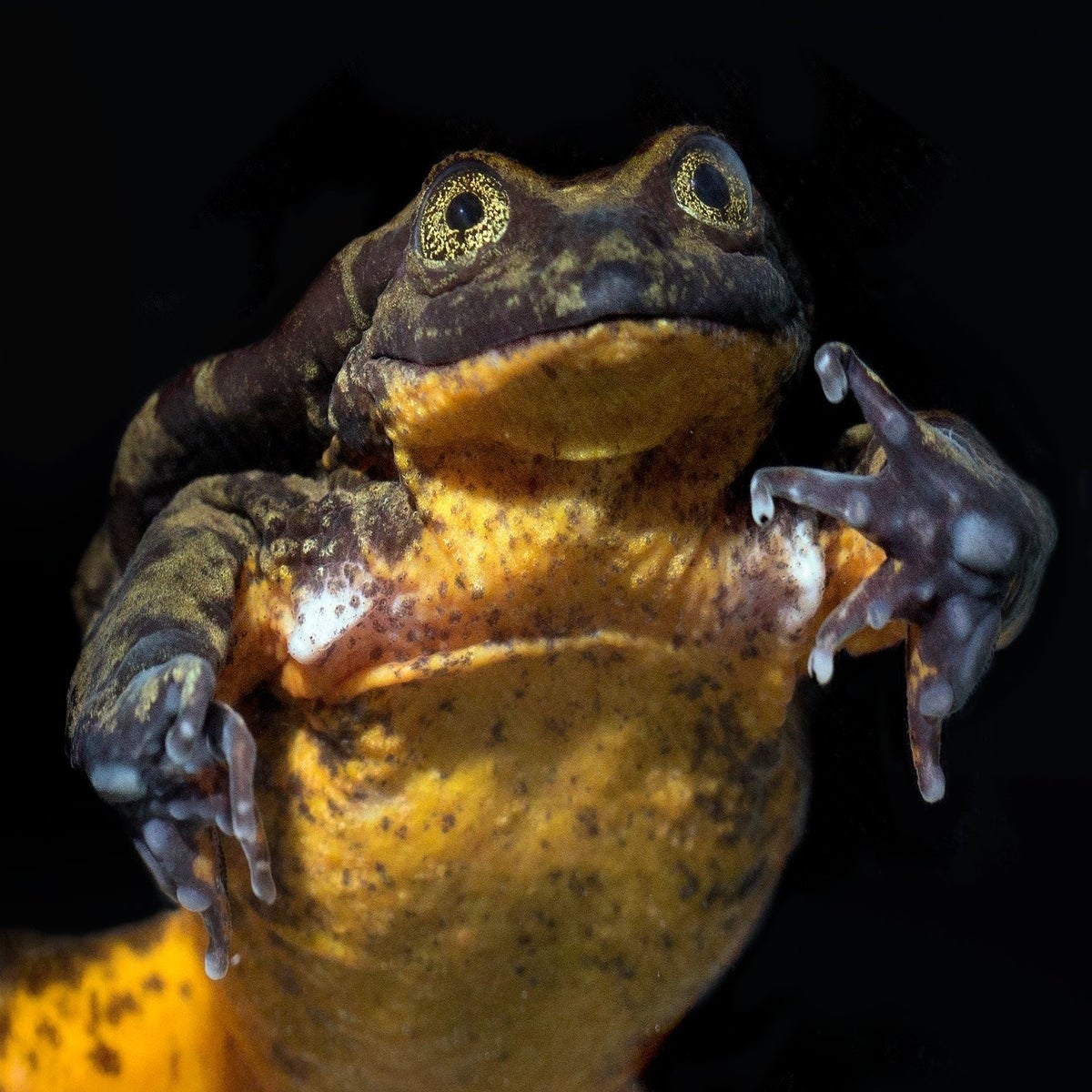 May 3: The Secret Lives of Amphibians