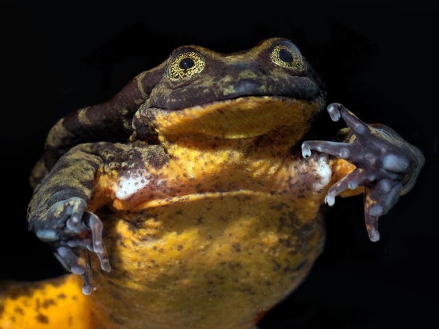 Romeo, the only known Sehuencas water frog in the world
