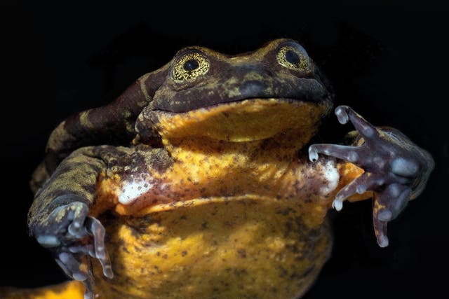 Romeo, the only known Sehuencas water frog in the world