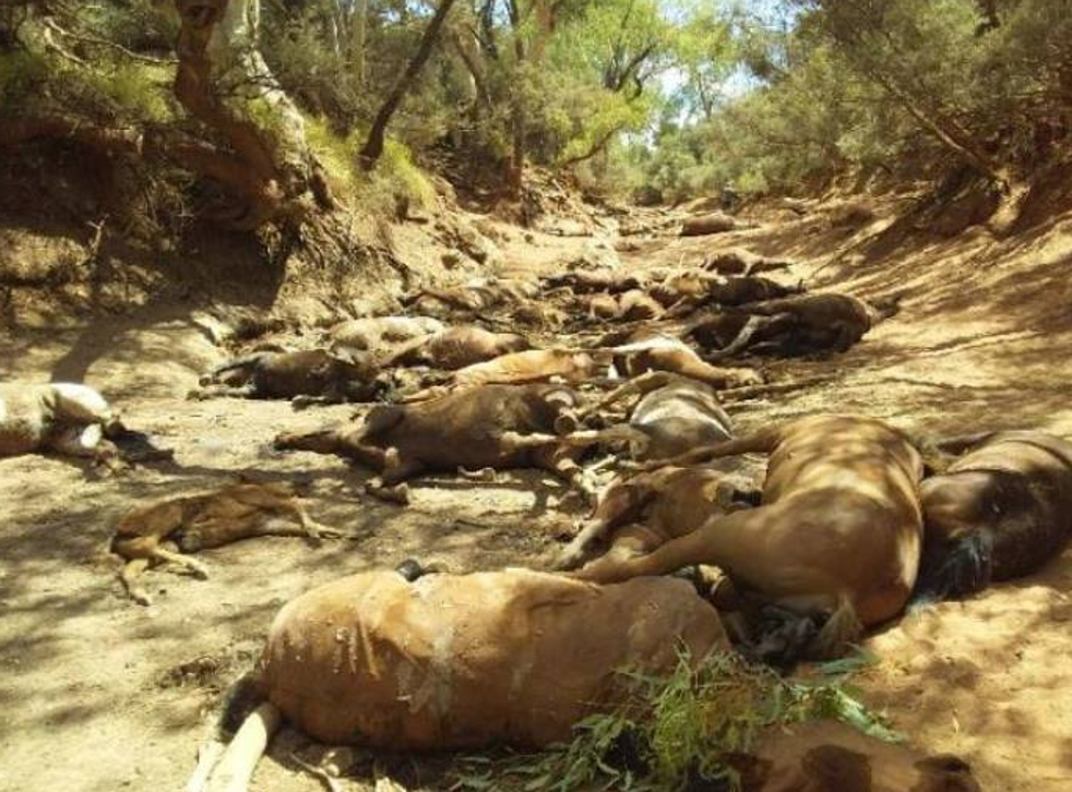 More than 20 decomposing horses were discovered at a dried-up pool in northern Australia