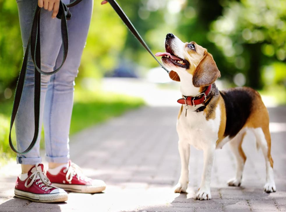 Dog-walking app asks couple to sign a non-disclosure agreement after dog dies (Stock)