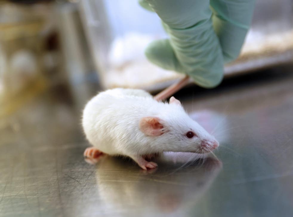 Genetic technology used to exterminate disease-carrying animals