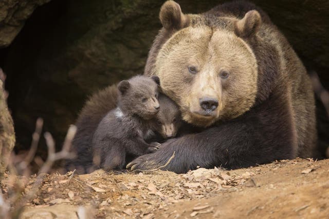 Man sentenced to jail for three months for killing bear sow and cubs